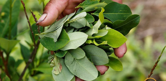 Hojas de Coca: El remedio natural contra el mal de altura en Cusco